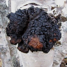 Chaga